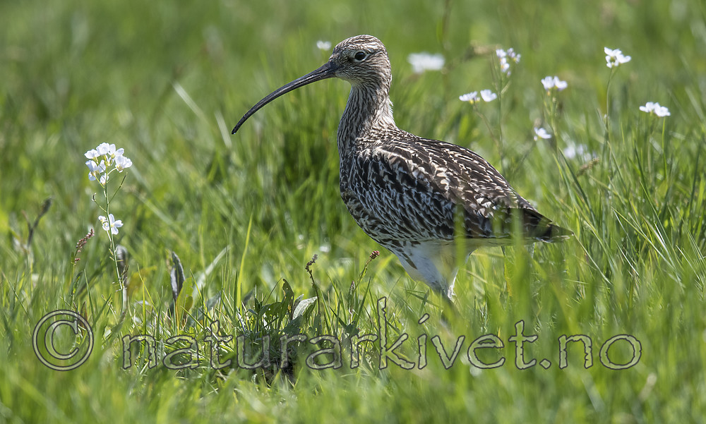 BB_20180513_2428 / Numenius arquata / Storspove