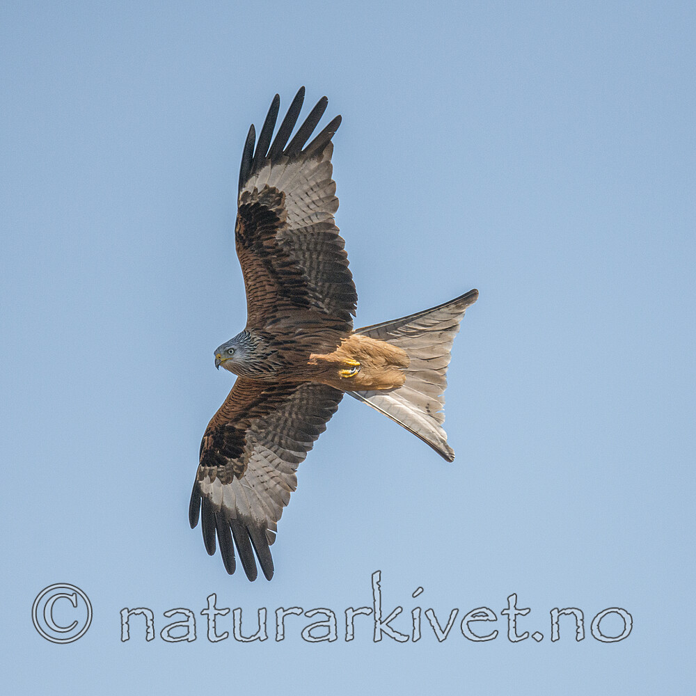 BB_20180513_2908 / Milvus milvus / Glente