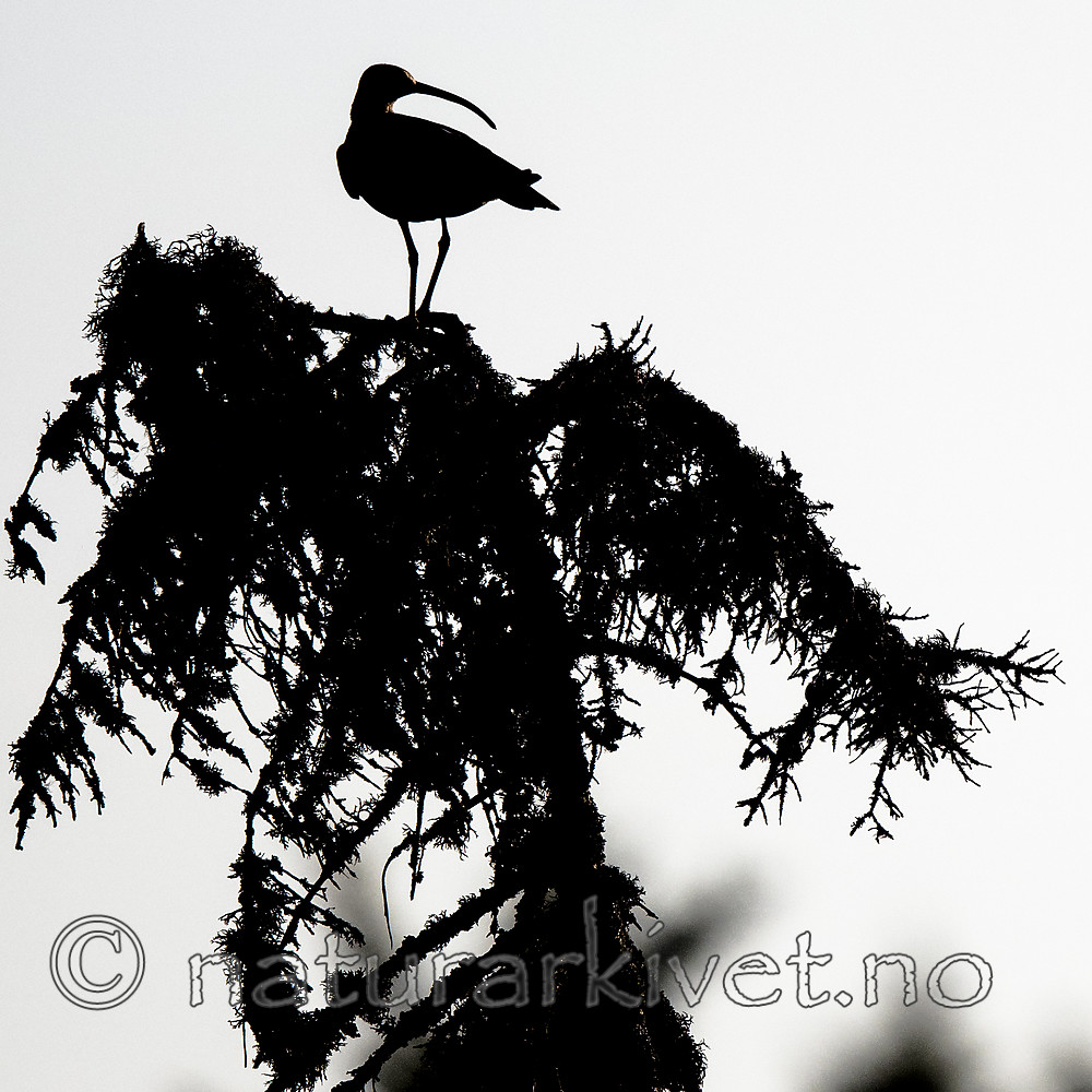 BB_20180519_0233 / Numenius phaeopus / Småspove