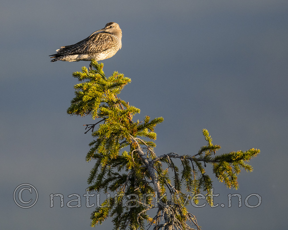 BB_20180519_0259 / Numenius phaeopus / Småspove