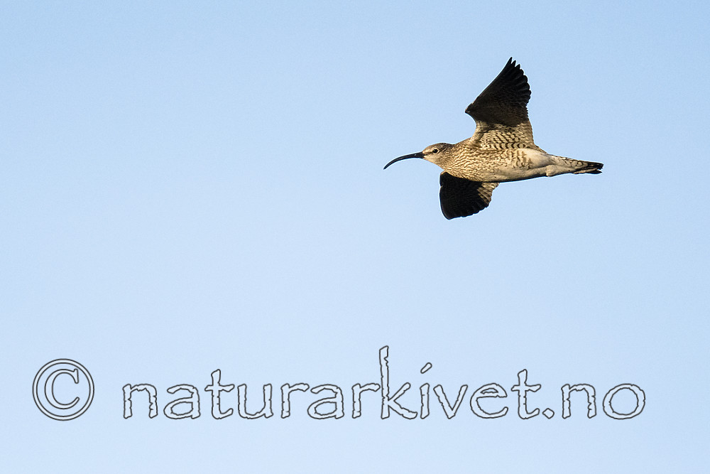 BB_20180519_0282 / Numenius phaeopus / Småspove