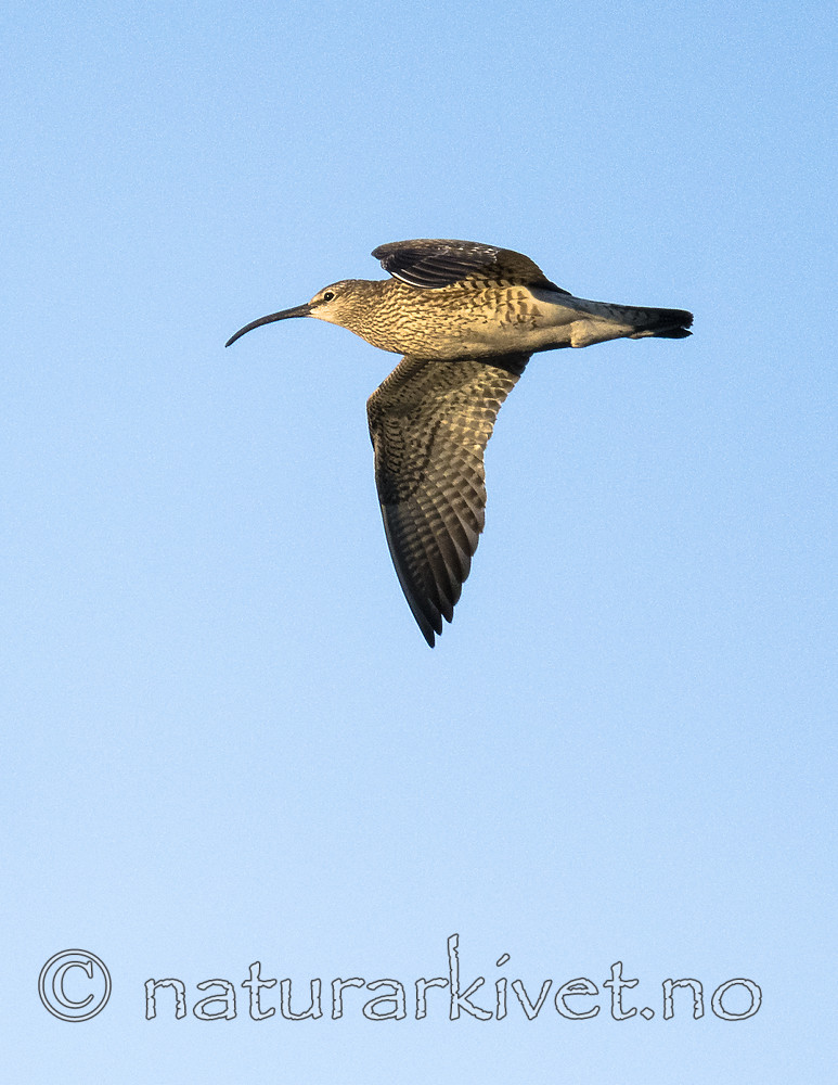 BB_20180519_0284 / Numenius phaeopus / Småspove