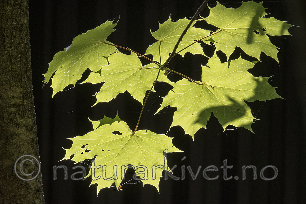 BB_20180527_0032 / Acer platanoides / Spisslønn