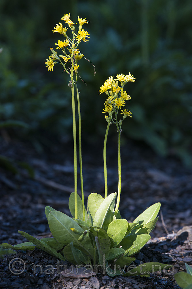 BB_20180531_0034 / Crepis praemorsa / Enghaukeskjegg