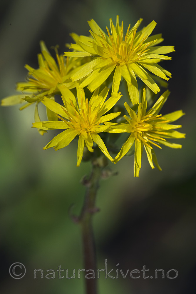 BB_20180531_0057 / Crepis praemorsa / Enghaukeskjegg