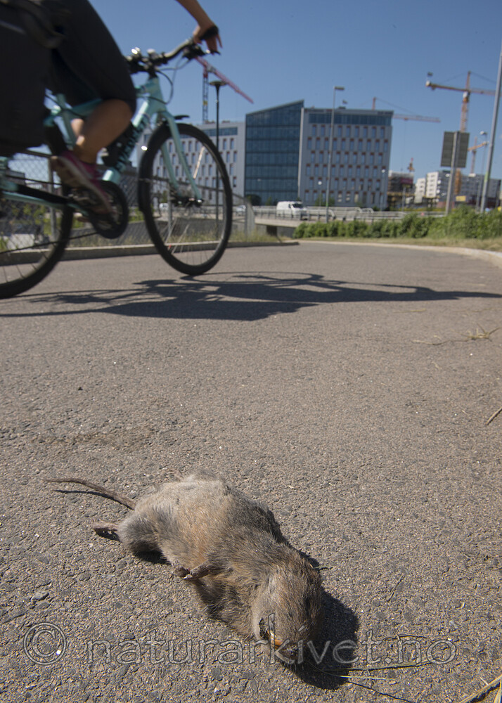 BB_20180531_0132 / Arvicola amphibius / Vånd