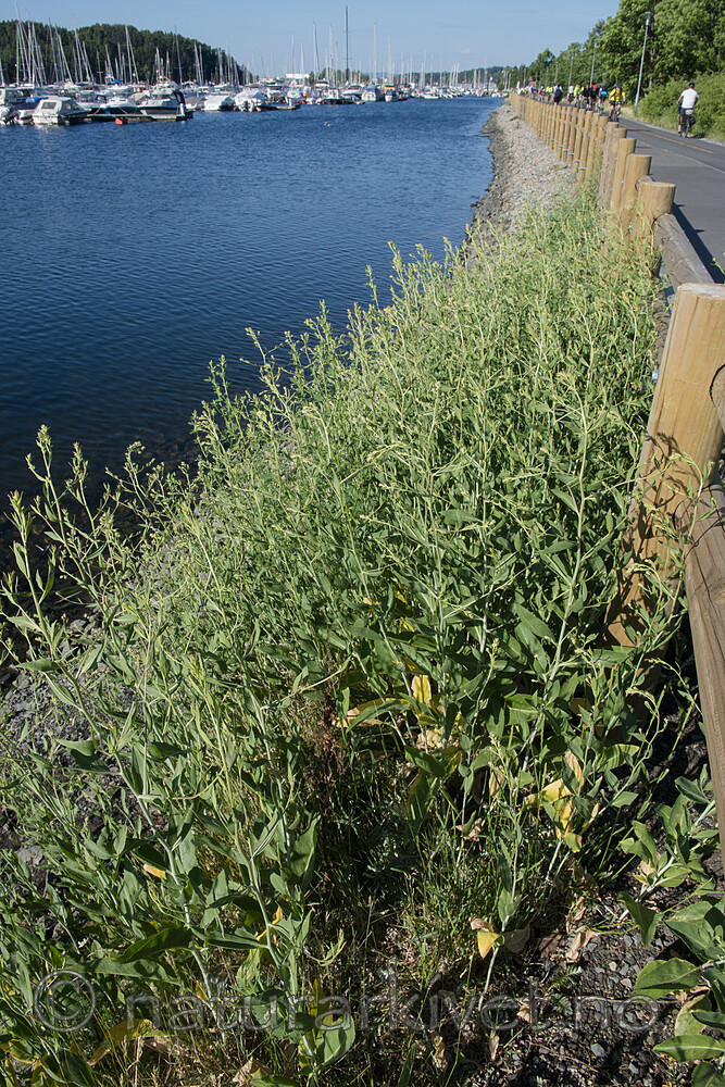 BB_20180604_0019 / Lepidium latifolium / Strandkarse