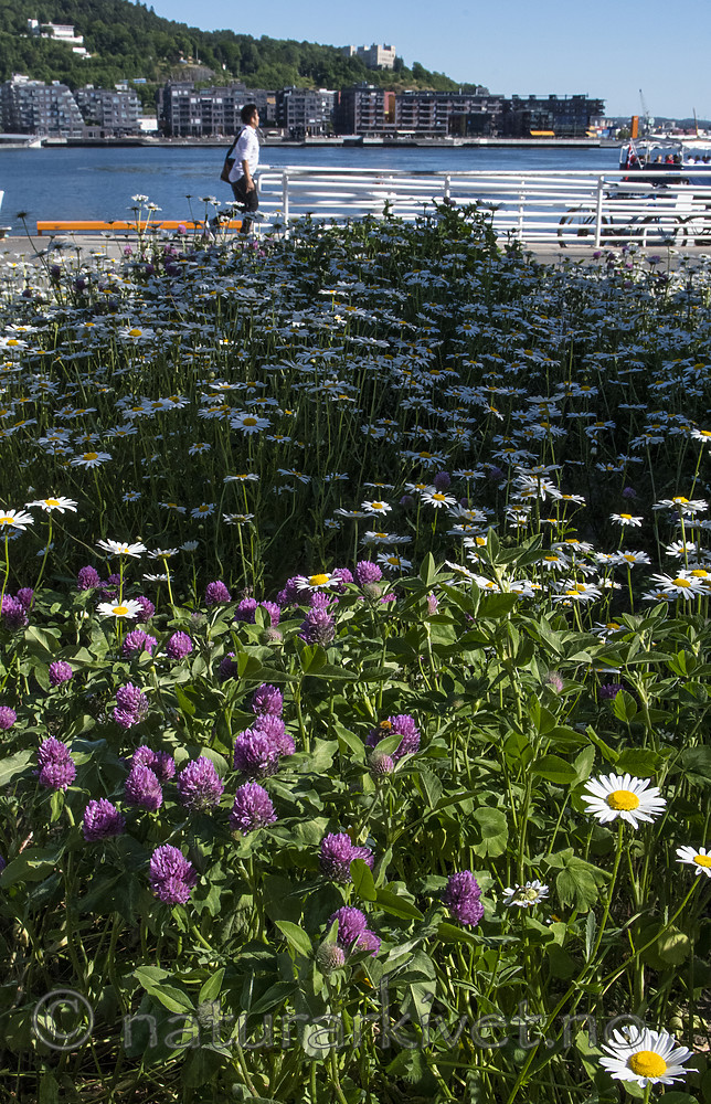 BB_20180606_0058 / Leucanthemum vulgare / Prestekrage <br /> Trifolium pratense / Rødkløver