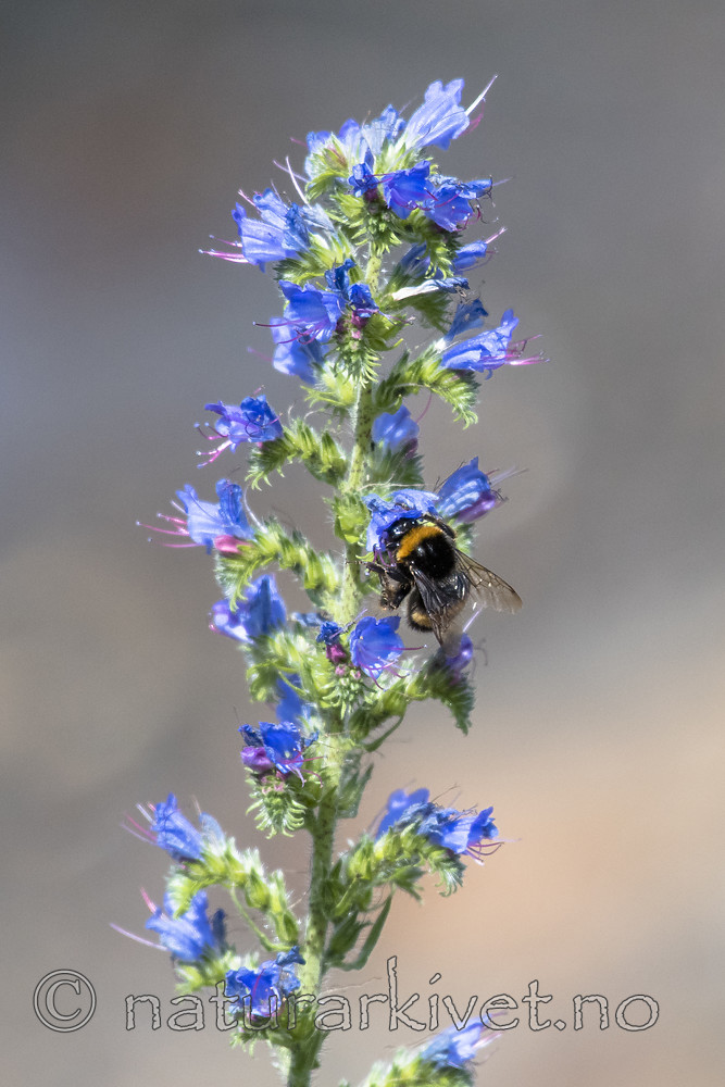 BB_20180615_0068 / Bombus terrestris / Mørk jordhumle <br /> Echium vulgare / Ormehode