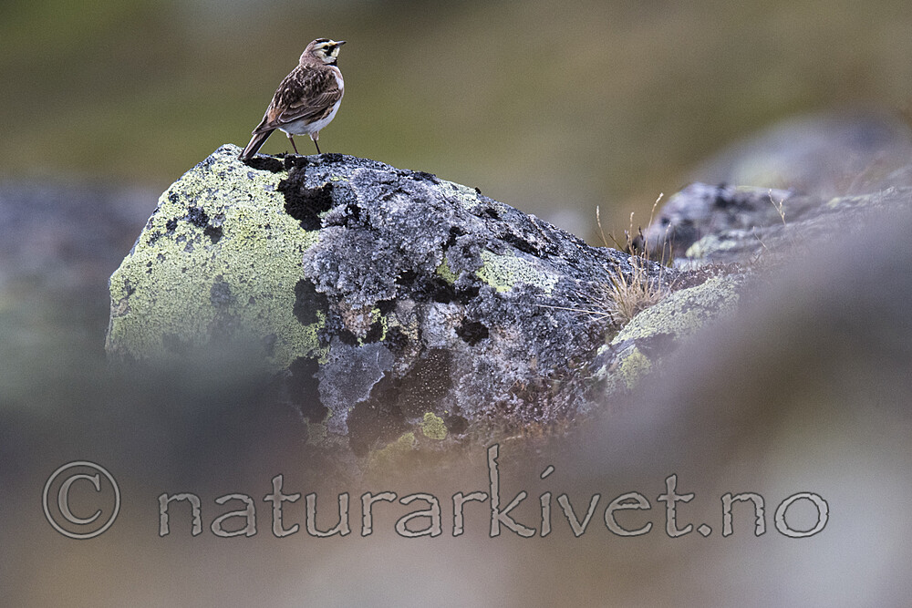 BB_20180621_1735 / Eremophila alpestris / Fjellerke