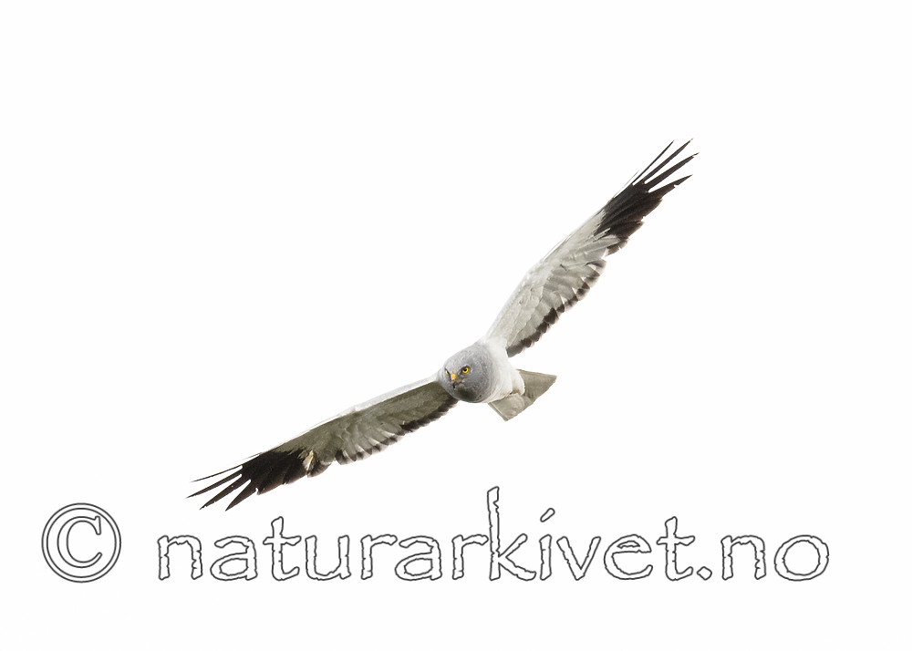 BB_20180622_0081 / Circus cyaneus / Myrhauk