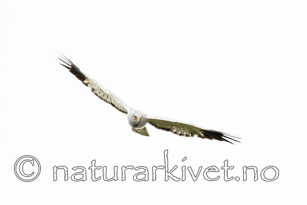 BB_20180622_0282 / Circus cyaneus / Myrhauk