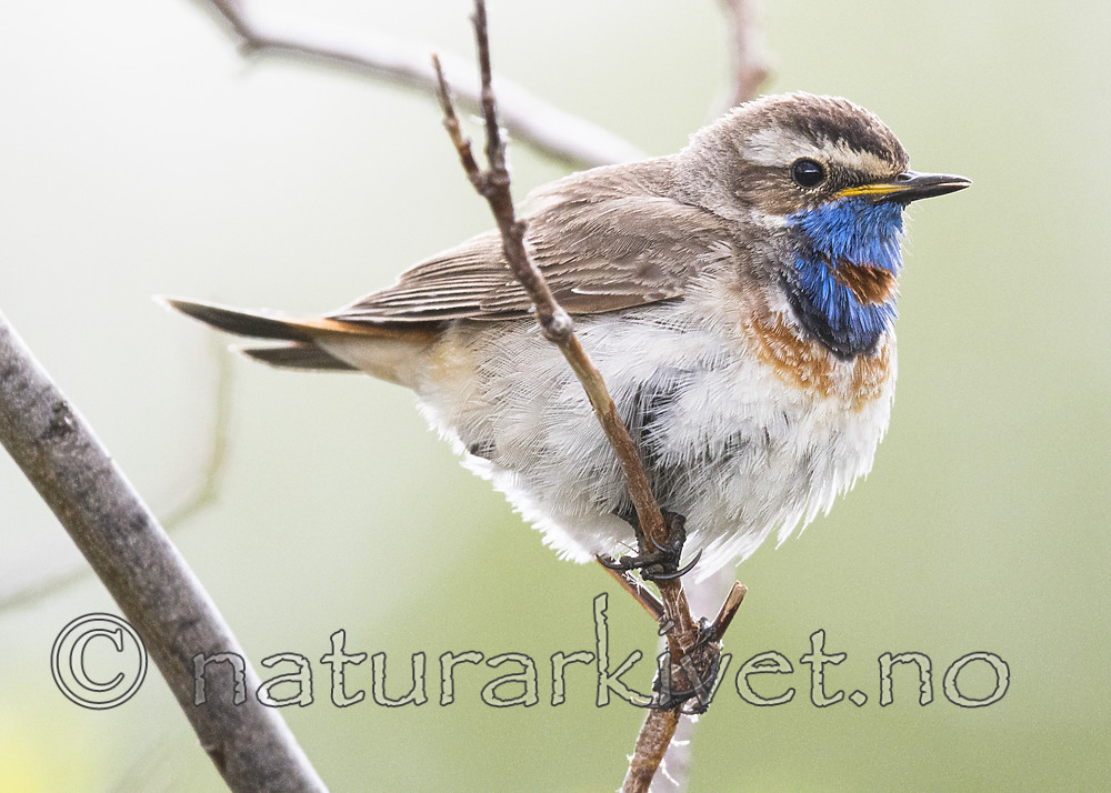 BB_20180622_0317 / Luscinia svecica / Blåstrupe