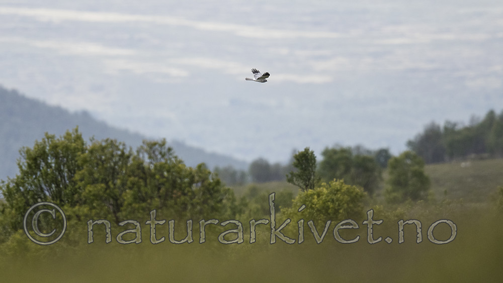 BB_20180622_0507 / Circus cyaneus / Myrhauk