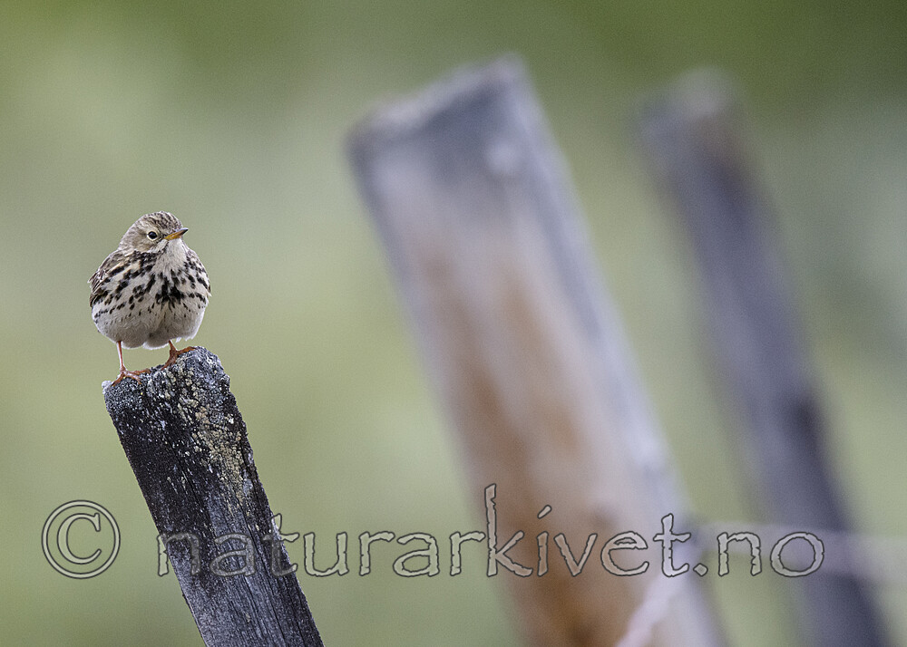 BB_20180622_0516 / Anthus pratensis / Heipiplerke