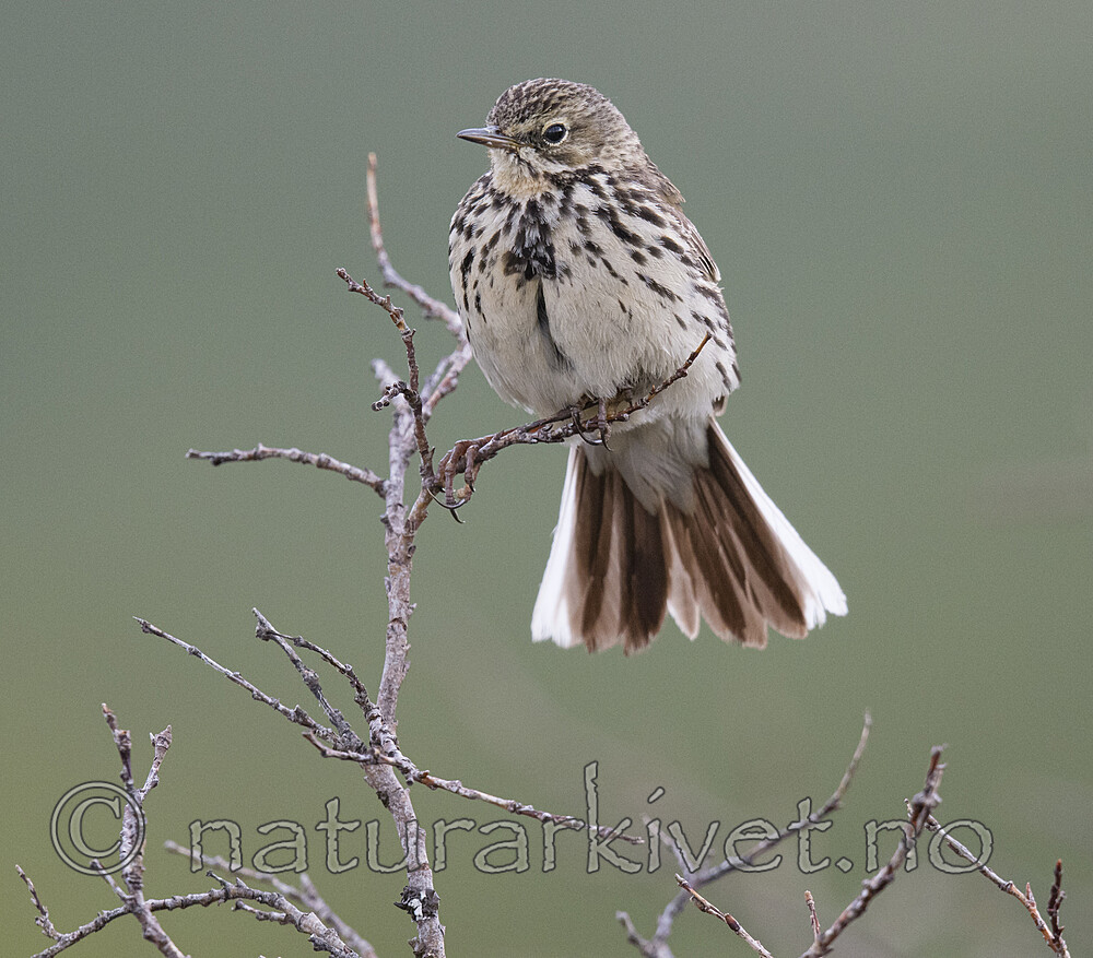 BB_20180622_0545 / Anthus pratensis / Heipiplerke