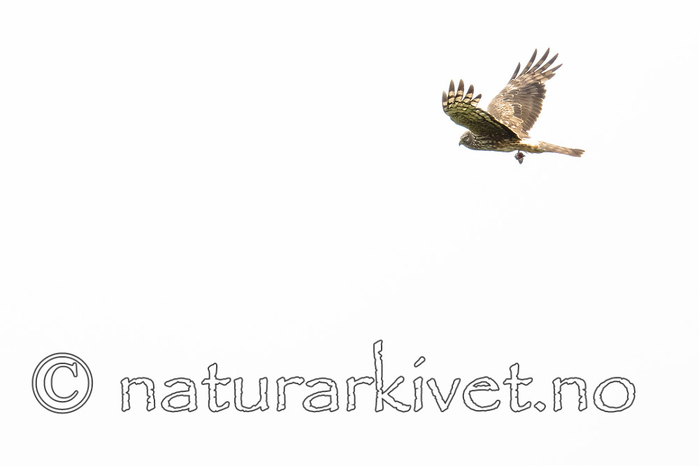 BB_20180623_0254 / Circus cyaneus / Myrhauk