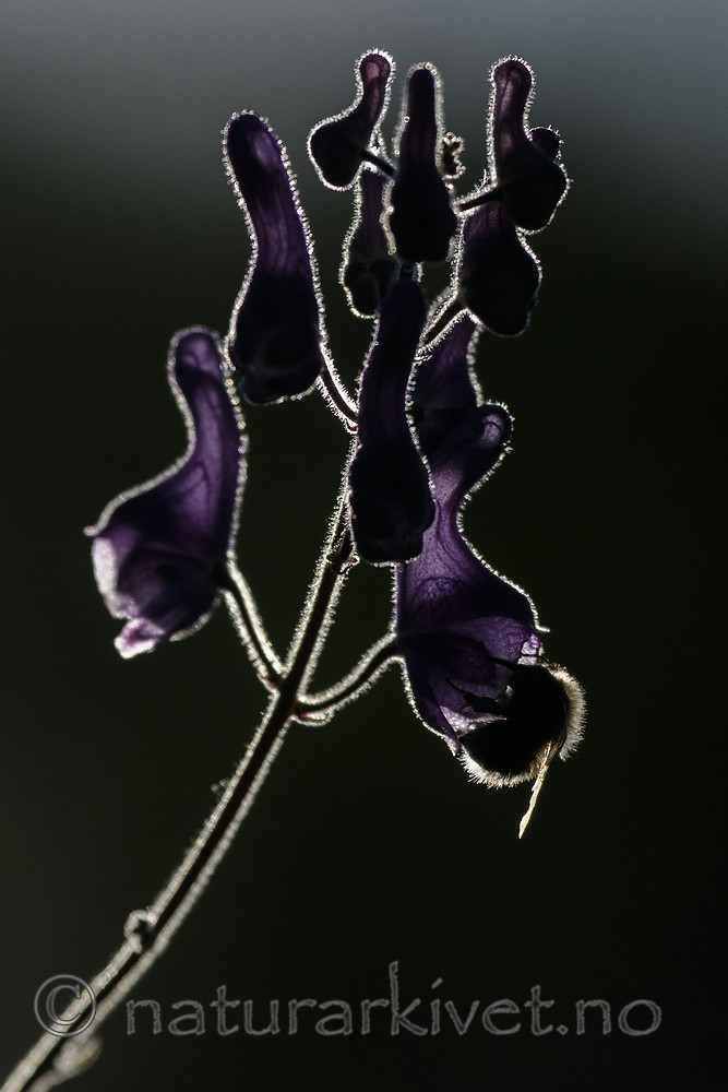 BB_20180707_0202 / Aconitum lycoctonum / Torhjelm