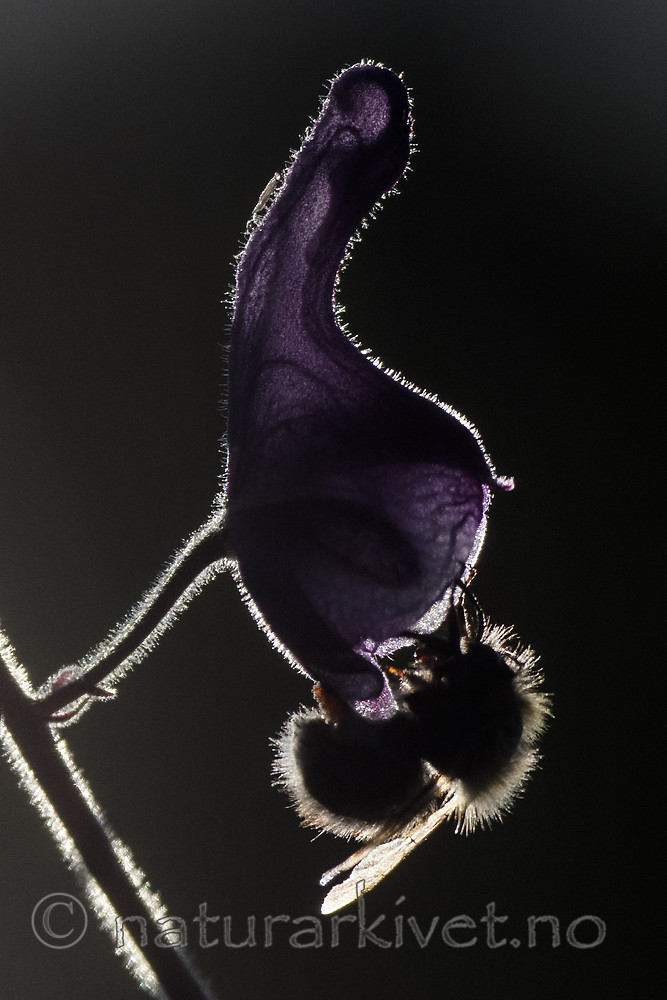 BB_20180707_0207 / Aconitum lycoctonum / Torhjelm