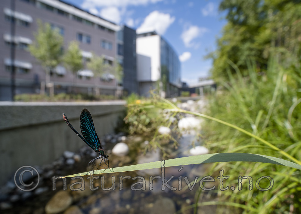 BB_20180712_0175 / Calopteryx virgo / Blåvingevannymfe