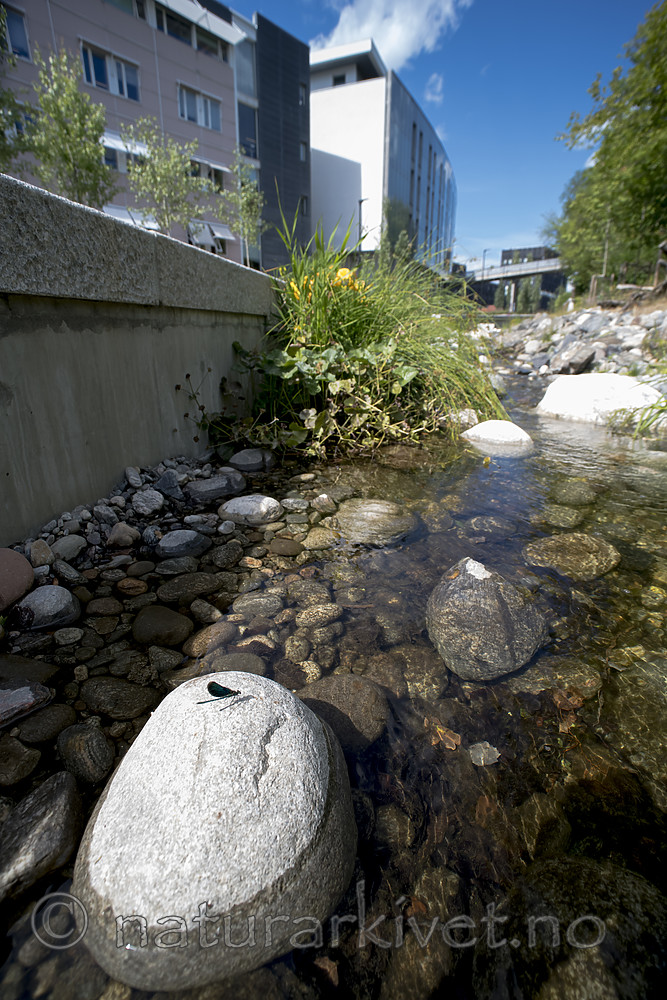 BB_20180712_0186 / Calopteryx virgo / Blåvingevannymfe