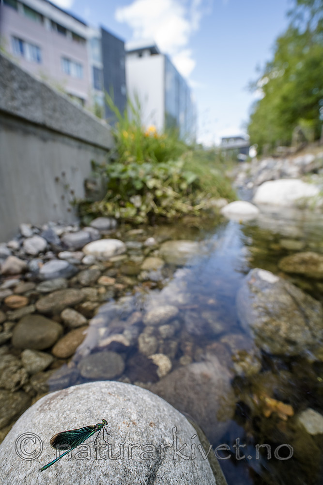 BB_20180712_0214 / Calopteryx virgo / Blåvingevannymfe