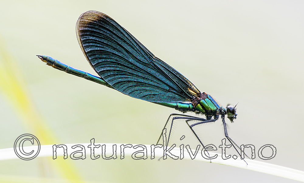 BB_20180712_0236 / Calopteryx virgo / Blåvingevannymfe
