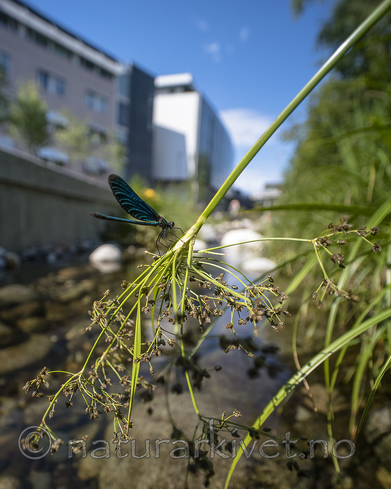BB_20180712_0287 / Calopteryx virgo / Blåvingevannymfe <br /> Scirpus sylvaticus / Skogsivaks
