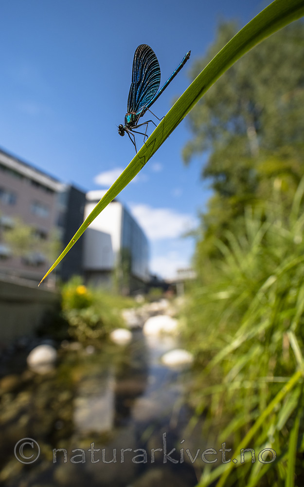BB_20180712_0350 / Calopteryx virgo / Blåvingevannymfe