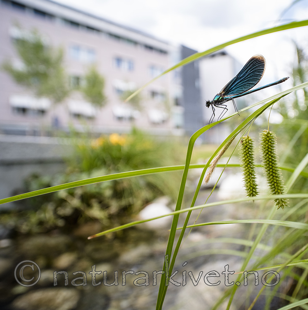 BB_20180712_0497 / Calopteryx virgo / Blåvingevannymfe <br /> Carex pseudocyperus / Dronningstarr