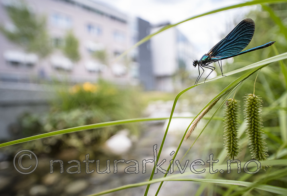 BB_20180712_0501 / Calopteryx virgo / Blåvingevannymfe <br /> Carex pseudocyperus / Dronningstarr
