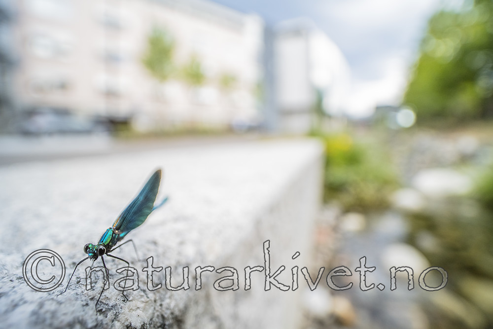 BB_20180712_0591 / Calopteryx virgo / Blåvingevannymfe