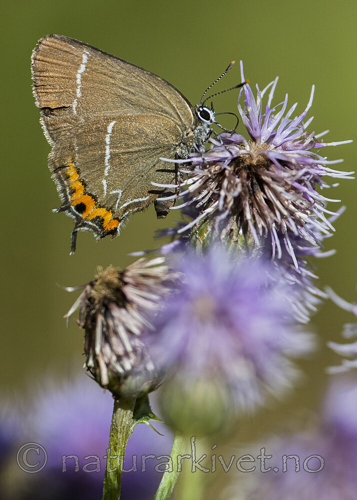 BB_20180715_0319 / Cirsium arvense / åkertistel <br /> Satyrium w-album / Almestjertvinge