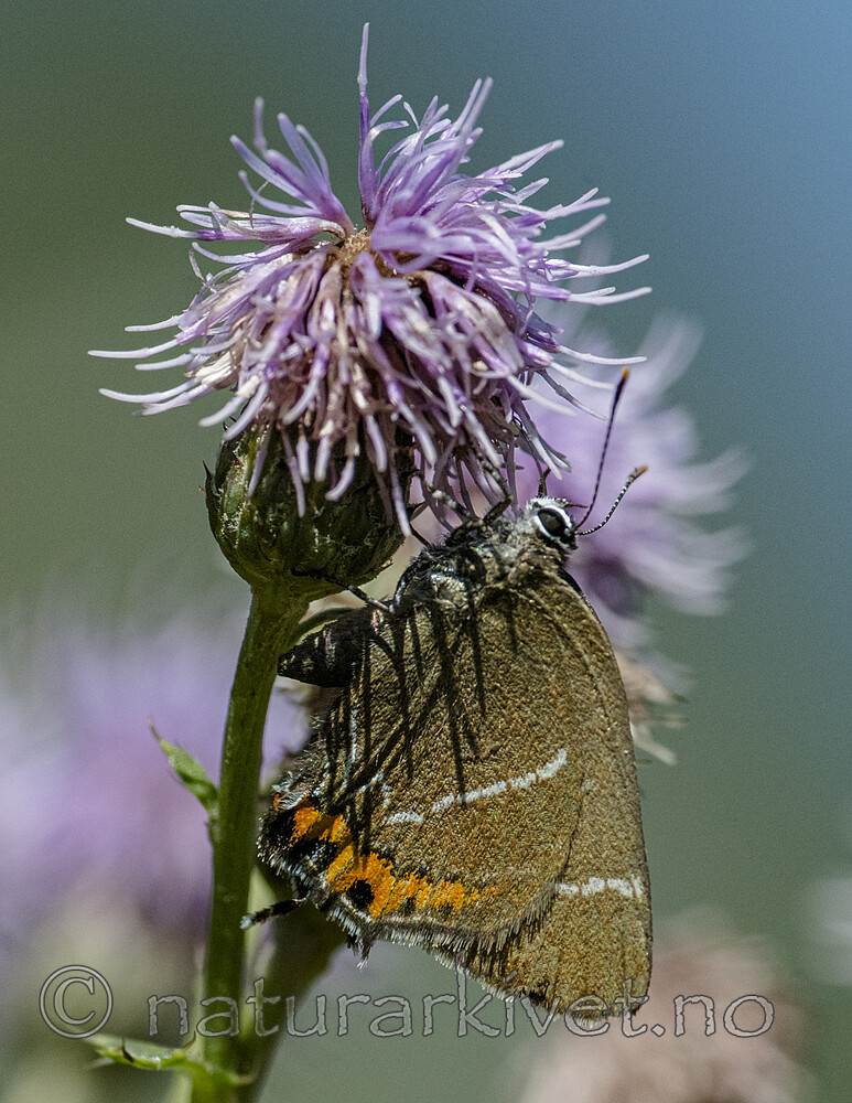BB_20180715_0414 / Cirsium arvense / åkertistel <br /> Satyrium w-album / Almestjertvinge
