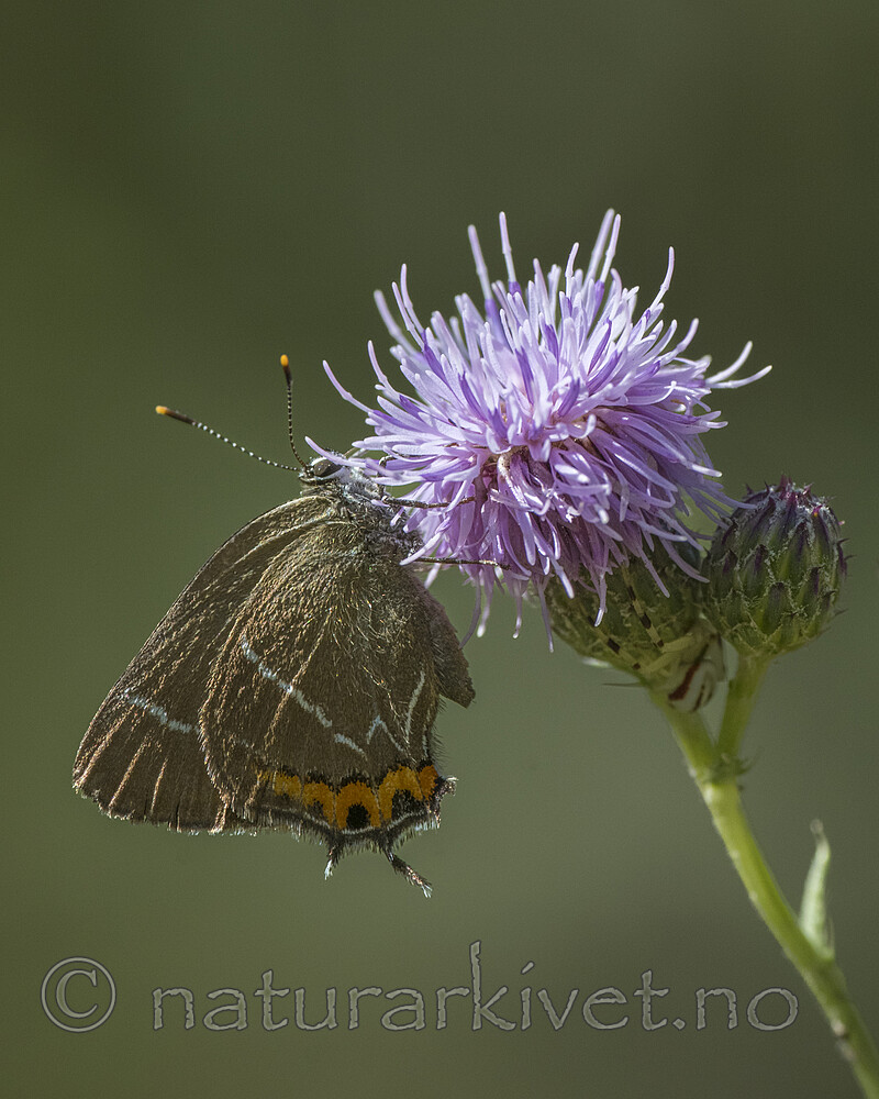 BB_20180715_0425 / Cirsium arvense / åkertistel <br /> Satyrium w-album / Almestjertvinge