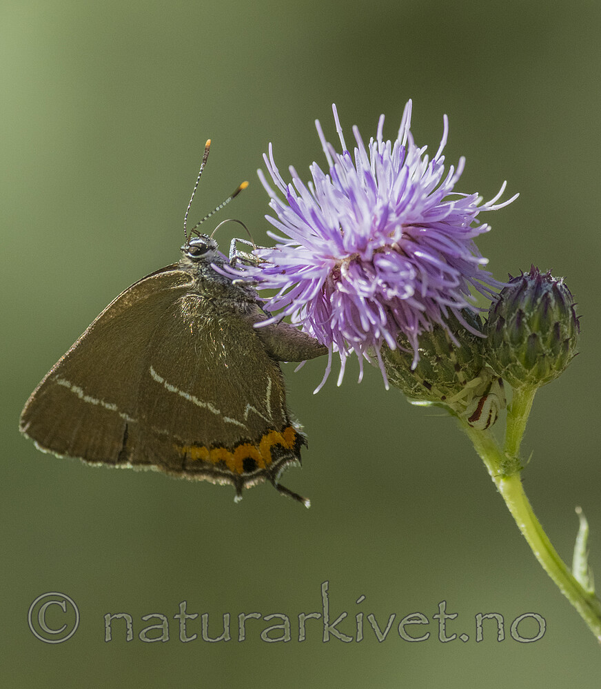 BB_20180715_0435 / Cirsium arvense / åkertistel <br /> Satyrium w-album / Almestjertvinge