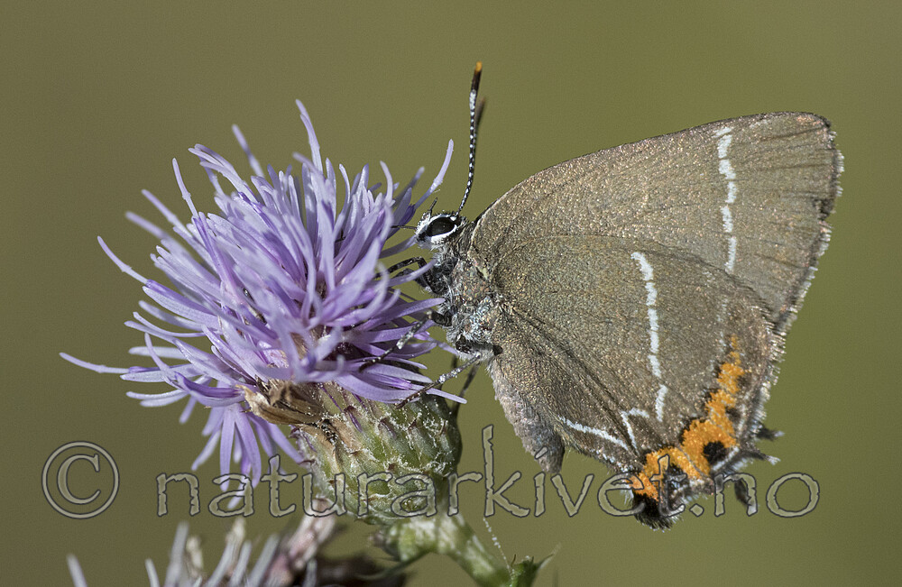 BB_20180715_0461 / Cirsium arvense / åkertistel <br /> Satyrium w-album / Almestjertvinge