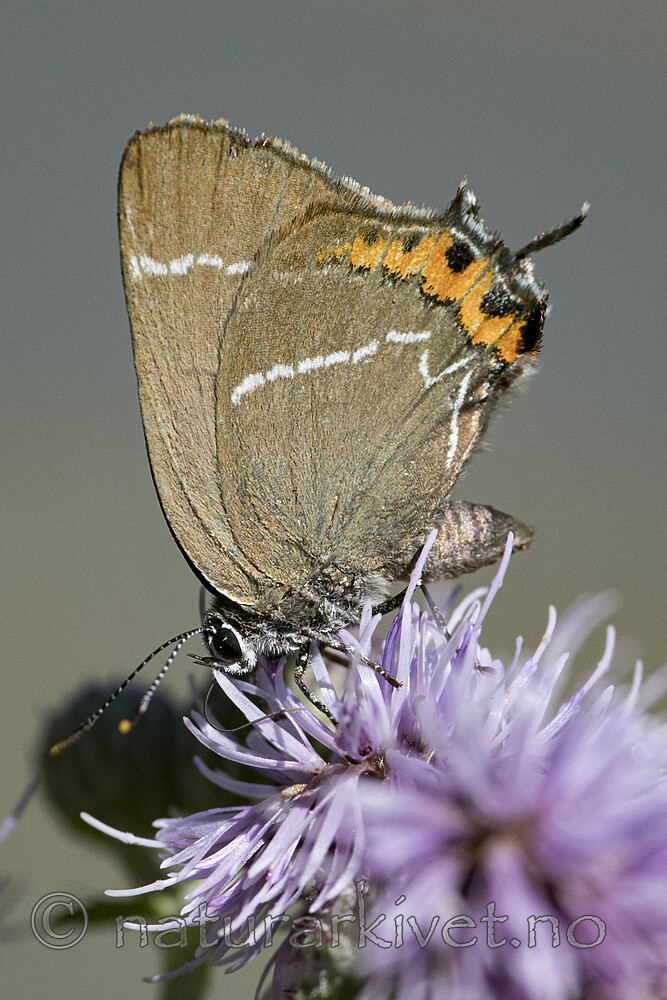 BB_20180715_0670 / Cirsium arvense / åkertistel <br /> Satyrium w-album / Almestjertvinge