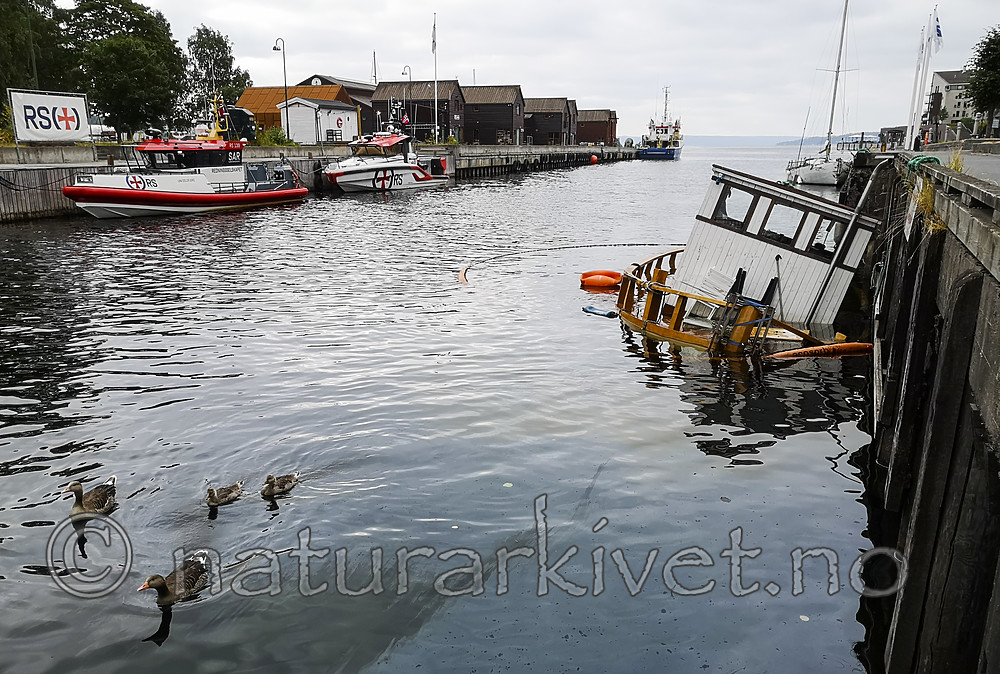 BB_20180716_0034 / Anser anser / Grågås