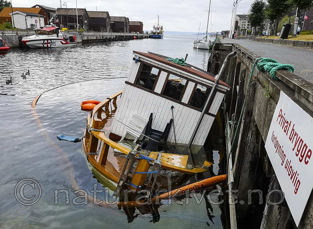 BB_20180716_0046 / Anser anser / Grågås