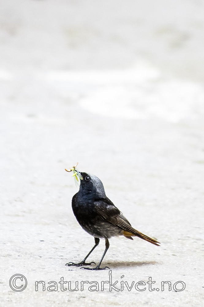 BB_20180720_0011 / Phoenicurus ochruros / Svartrødstjert