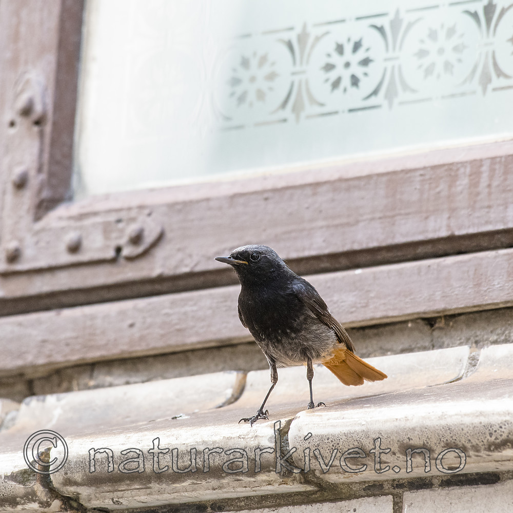 BB_20180720_0073 / Phoenicurus ochruros / Svartrødstjert