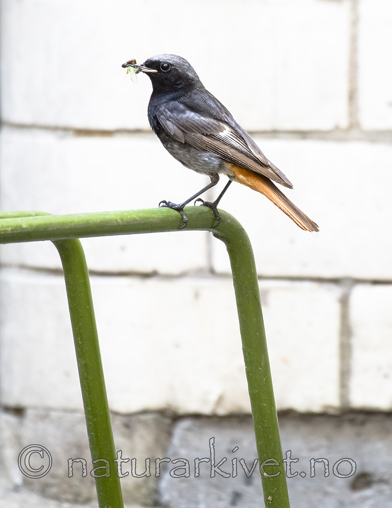 BB_20180720_0137 / Phoenicurus ochruros / Svartrødstjert