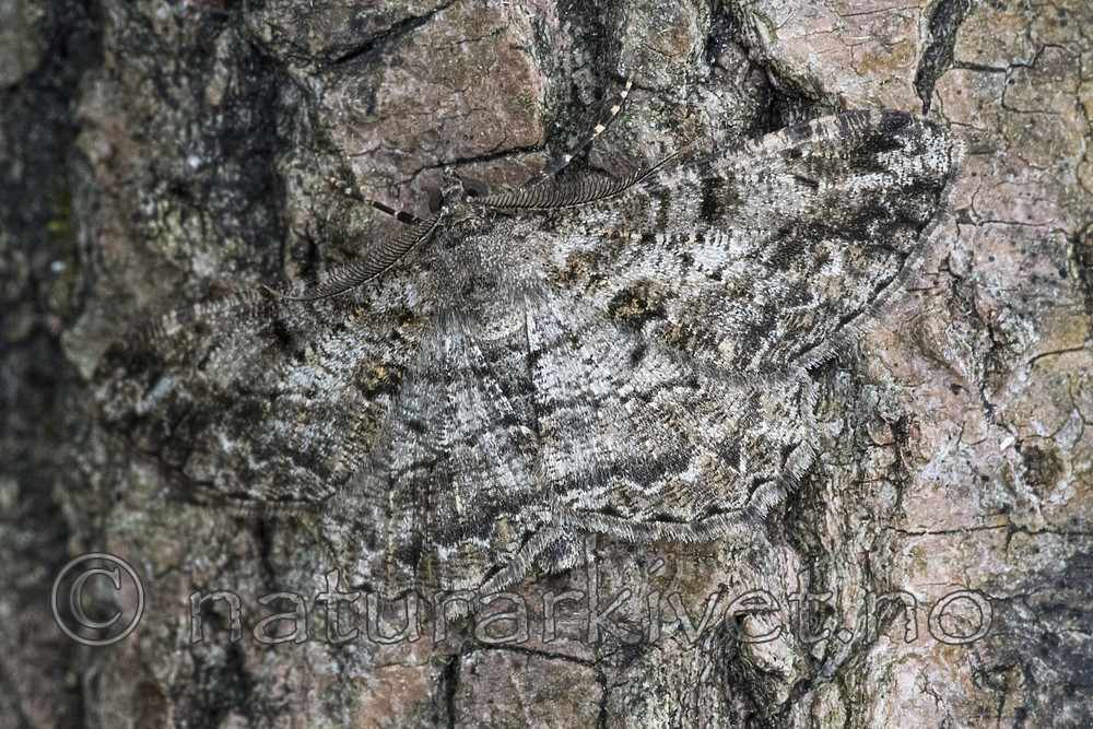 BB_20180722_0044 / Peribatodes rhomboidaria / Grå barkmåler