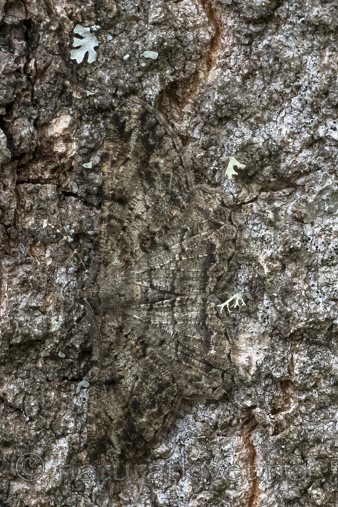 BB_20180722_0055 / Peribatodes rhomboidaria / Grå barkmåler