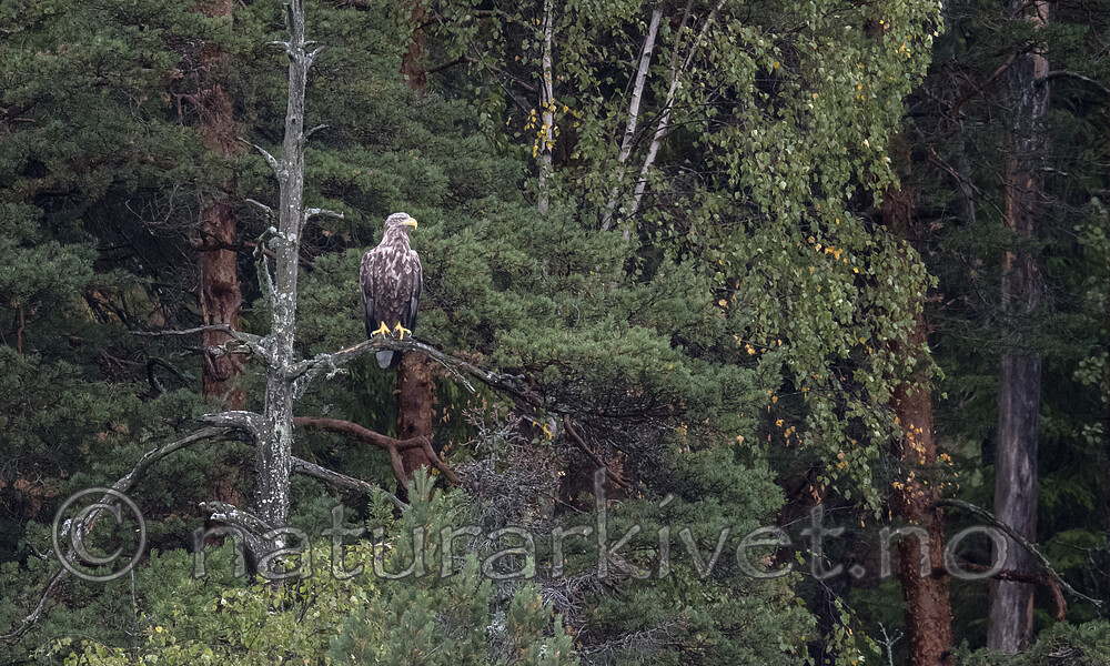 BB_20180908_0151 / Haliaeetus albicilla / Havørn