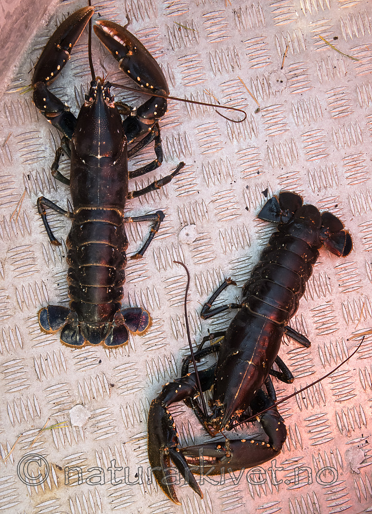 BB_20180923_0024 / Homarus gammarus / Hummer