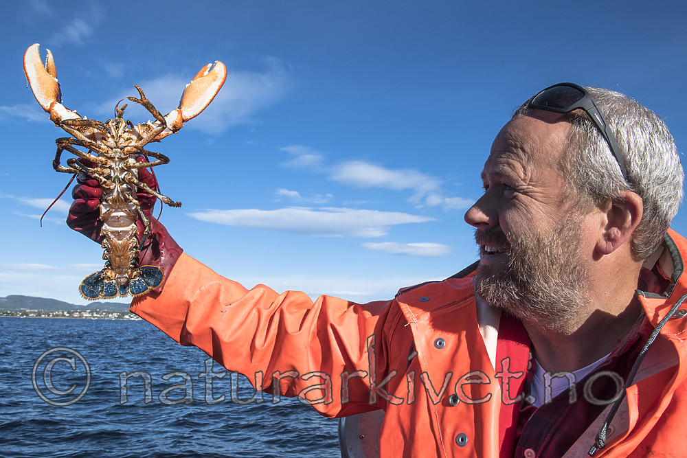 BB_20180923_0079 / Homarus gammarus / Hummer