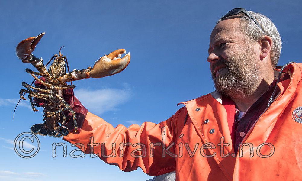 BB_20180923_0085 / Homarus gammarus / Hummer