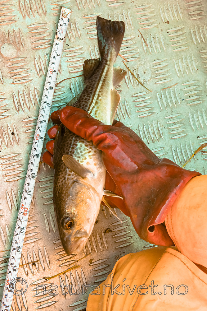 BB_20180923_0232 / Gadus morhua / Torsk